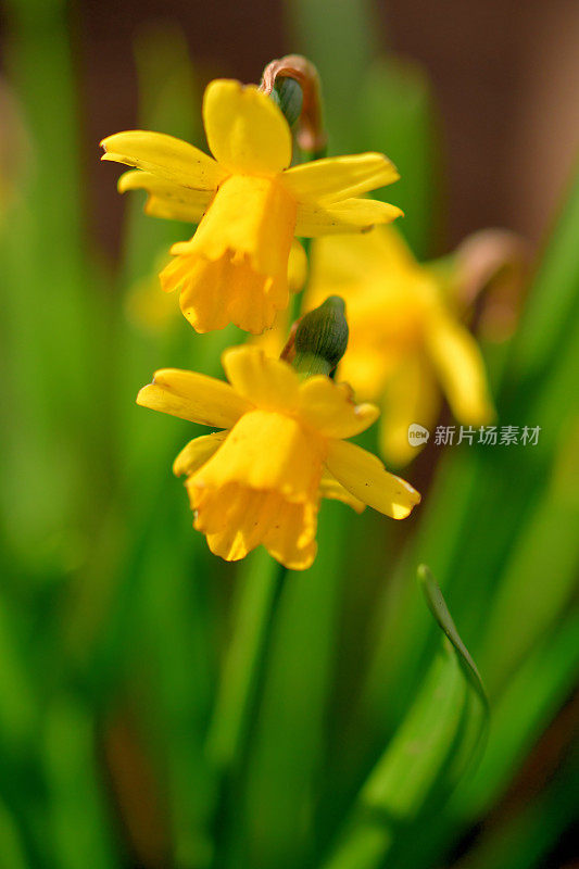 水仙花/水仙花